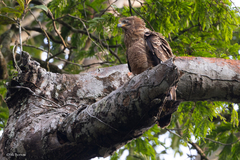 Polyboroides typus pectoralis
