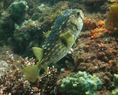 Dicotylichthys punctulatus