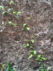 Ficus sarmentosa nipponica