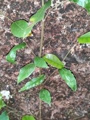 Ficus sarmentosa nipponica