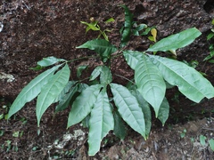 Melicope pteleifolia