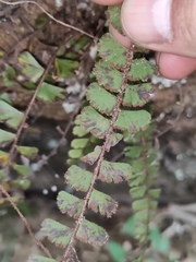 Adiantum malesianum