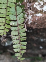 Adiantum malesianum