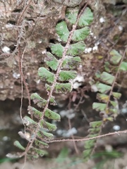 Adiantum malesianum
