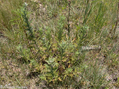 Artemisia afra