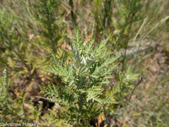Artemisia afra
