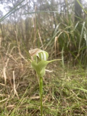 Pterostylis baptistii