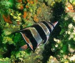 Chelmonops truncatus