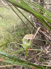 Pterostylis baptistii