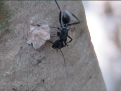 Polyrhachis sokolova