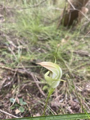 Pterostylis baptistii