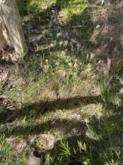 Pterostylis baptistii