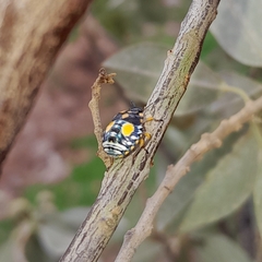 Chinavia pallidoconspersa