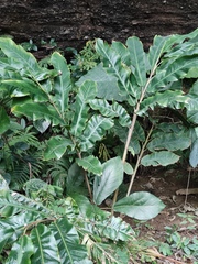 Alpinia hainanensis
