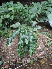 Alpinia hainanensis