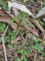 Selaginella delicatula