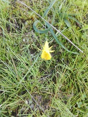 Narcissus bulbocodium