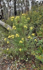 Cassinia aureonitens