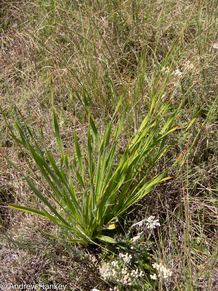Trachyandra erythrorrhiza, Sedibeng District Municipality, South Africa