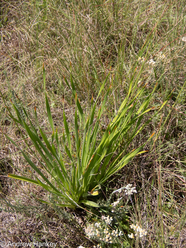 Trachyandra erythrorrhiza