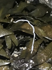 Emplectonema