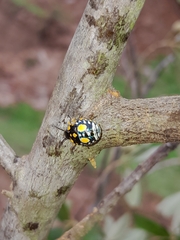 Chinavia pallidoconspersa