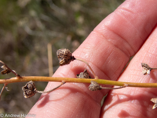Trachyandra erythrorrhiza