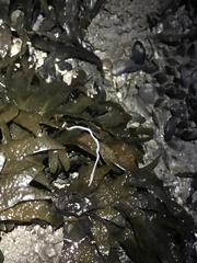 Emplectonema
