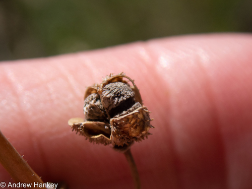 Trachyandra erythrorrhiza