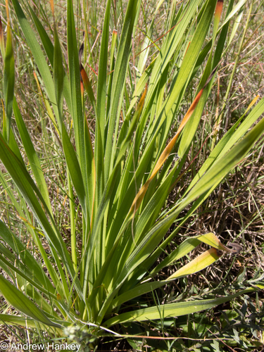 Trachyandra erythrorrhiza