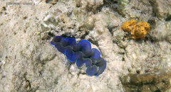 Tridacninae