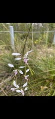 Diuris alba