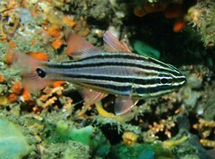 Ostorhinchus limenus