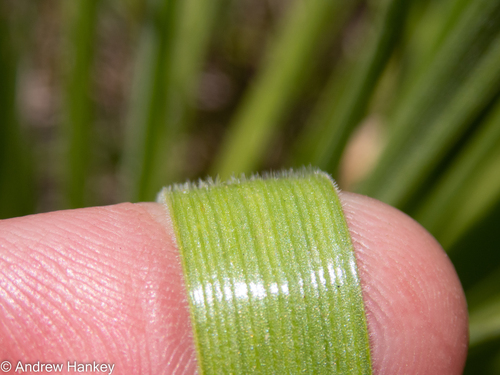 Trachyandra erythrorrhiza