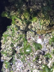 Emplectonema gracile