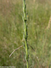 Striga bilabiata