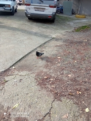 Columba livia domestica