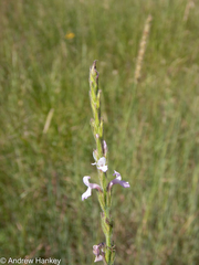 Striga bilabiata