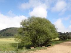 Salix mucronata woodii