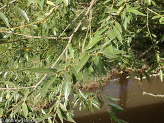 Salix mucronata woodii