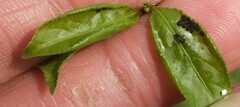 Aphis gossypii