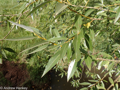 Salix mucronata woodii
