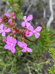 Stylidium lineare