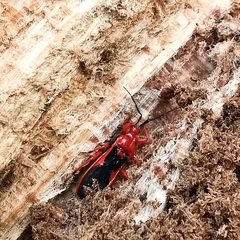 Labidocoris pectoralis