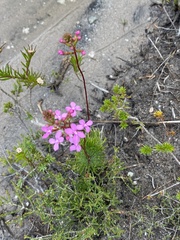 Stylidium lineare