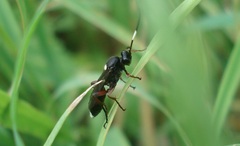 Virgichneumon monostagon