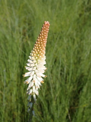 Kniphofia buchananii