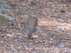 Turdus philomelos clarkei