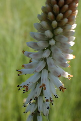 Kniphofia buchananii