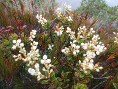 Gaultheria crassa